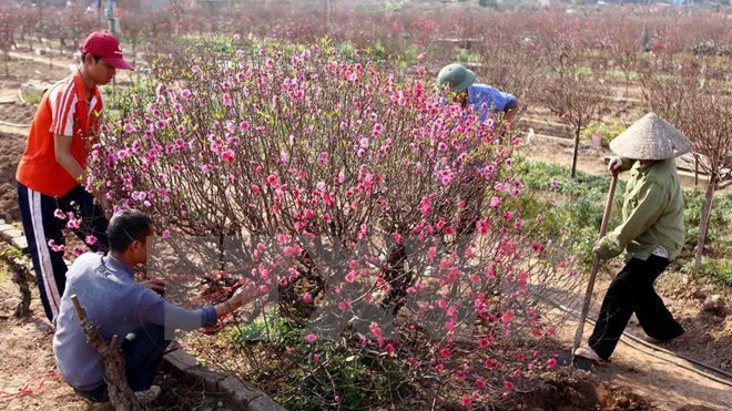 Chăm sóc đào Tết tại làng đào Nhật Tân