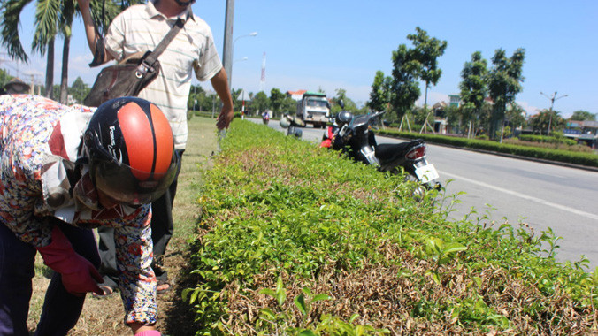 Những cây chè tầu trong công viên thuộc khu vực phường An Hòa, thành phố Huế chết bất thường.
