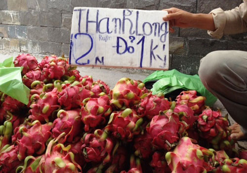 Khoảng 1.500 tấn thanh long rớt giá sẽ được tiêu thụ hết tại thị trường nội địa trong vài ngày tới. Ảnh: Hồng Châu.