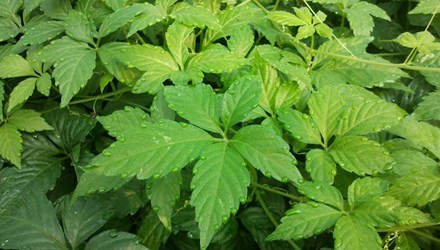 Sản phẩm viên Giảo cổ lam và do GS.TS. Phạm Thanh Kỳ nghiên cứu và chuyển giao sản xuất tại Việt Nam vừa được Viện hoá Quốc gia hoàn thiện quy trình chiết xuất và tìm ra chất adenosin. Nguyên liệu được thu hái trực tiếp trên những vùng núi cao hoang dã củ