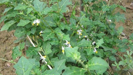 Cây Cà gai leo là dược liệu đã được nghiên cứu kỹ lưỡng tại Viện Dược liệu Trung ương và được chứng minh có tác dụng ức chế vi rút gây viêm gan B