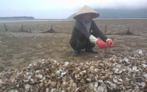Người dân Hà Tĩnh cho biết hiện tượng ngao chết diễn ra trong nhiều ngày qua. Đến nay, đa phần số ngao nuôi tại các đầm ven biển đều chết. Người dân cố thu hoạch số còn lại nhưng không có người mua. 