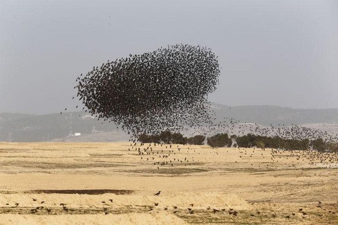 Theo Guardian, mỗi độ đông về, từng đàn sáo đá ở Nga và Đông Âu lại bay đi tránh rét tại khu vực miền nam Israel. 
