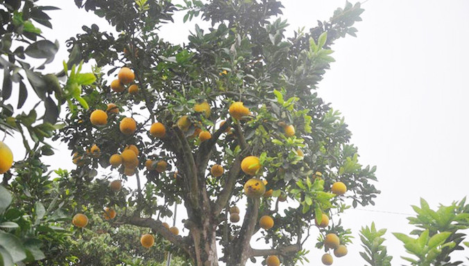 Cận cảnh cây bưởi cổ thụ trị giá 50 triệu đồng của anh Chương.