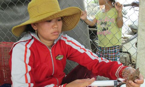 Chị Cao Thị Kim Phượng đang bơm bơm bột rau câu vào tôm thương phẩm thì bị lực lượng chức năng bắt quả tang.