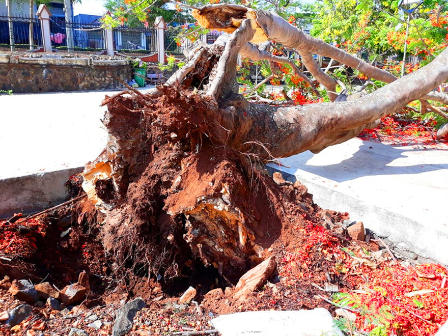 Cây phượng cổ thụ bị gió quật bật gốc