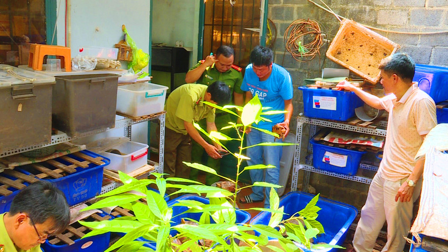 Cơ quan chức năng kiểm tra các cá thể rùa đang được nuôi nhốt