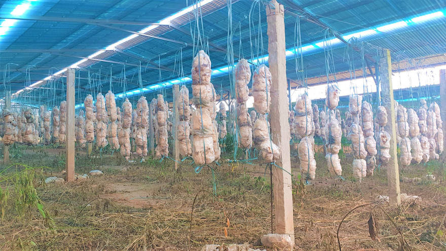 Một mô hình trồng nấm, phía trên lắp pin năng lượng ở huyện Buôn Đôn