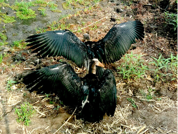 Hai cá thể chim già đẫy xòe cánh tuyệt đẹp