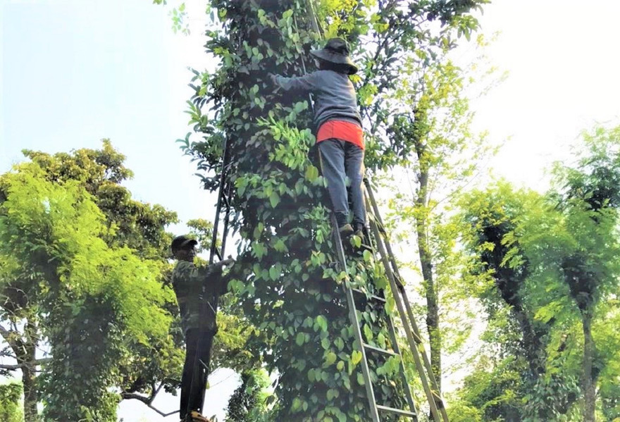Nông dân Đắk Lắk thu hoạch hồ tiêu