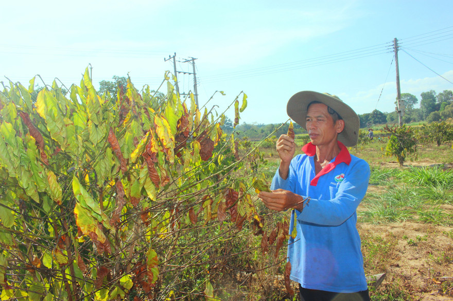 Cà phê héo rũ vì hạn.