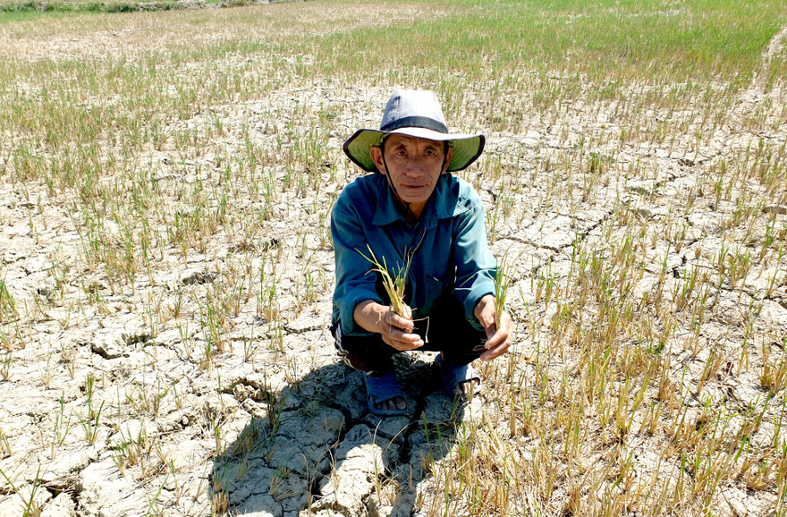 Ông Lý Văn Tu bên ruộng lúa cháy khô còn trơ gốc rạ