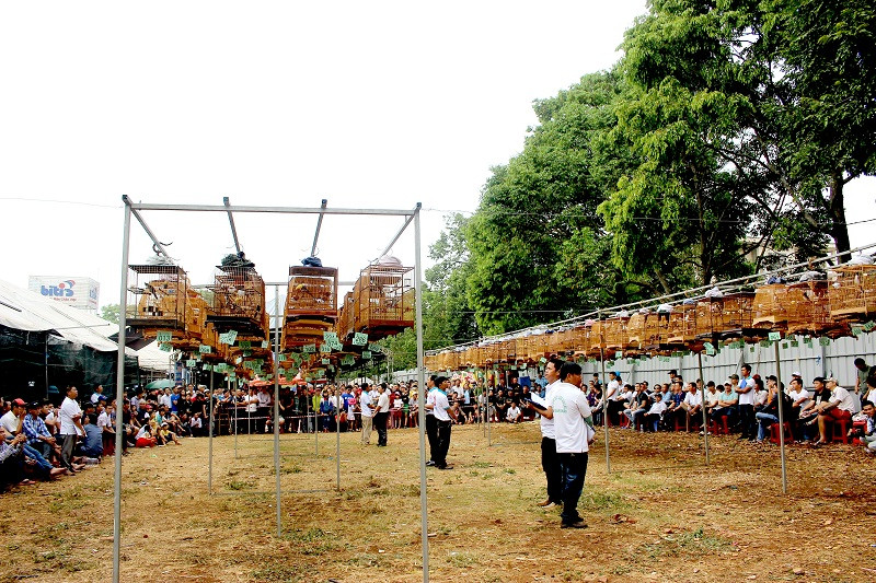 Hơn 300 chú chào mào thi hót