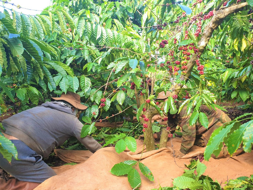 Rất ít doanh nghiệp dự kiến thưởng Tết cho công nhân