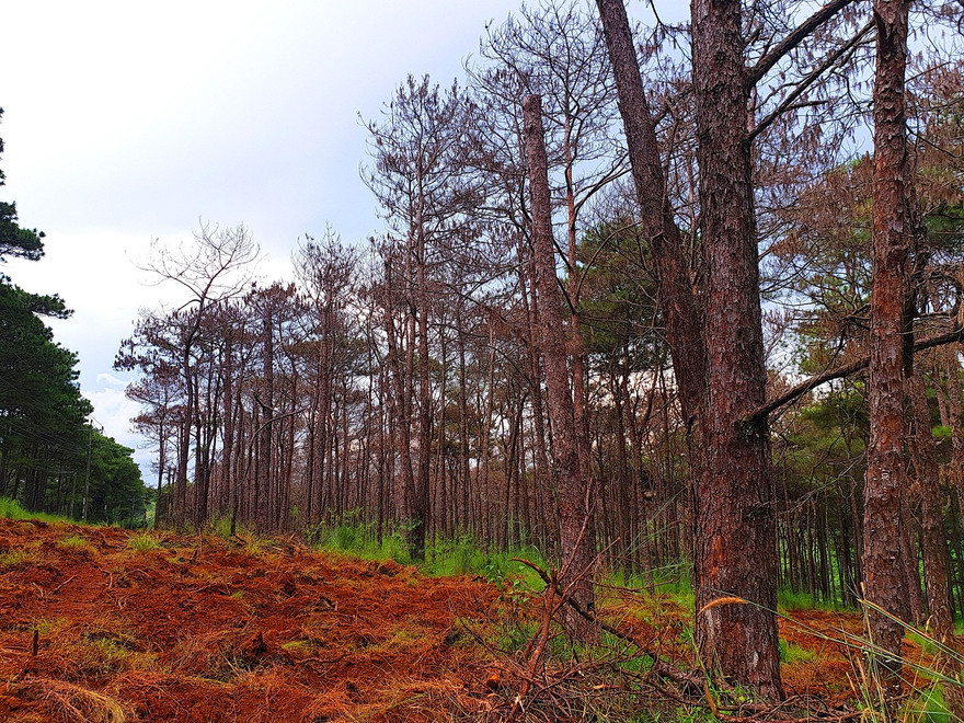 Rừng thông tại Quốc lộ 14 đoạn qua huyện Đắk Song chết cả vạt