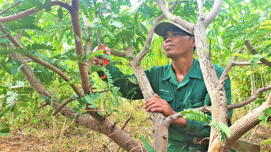 Anh Y Nguyên cắt tỉa vườn me thái