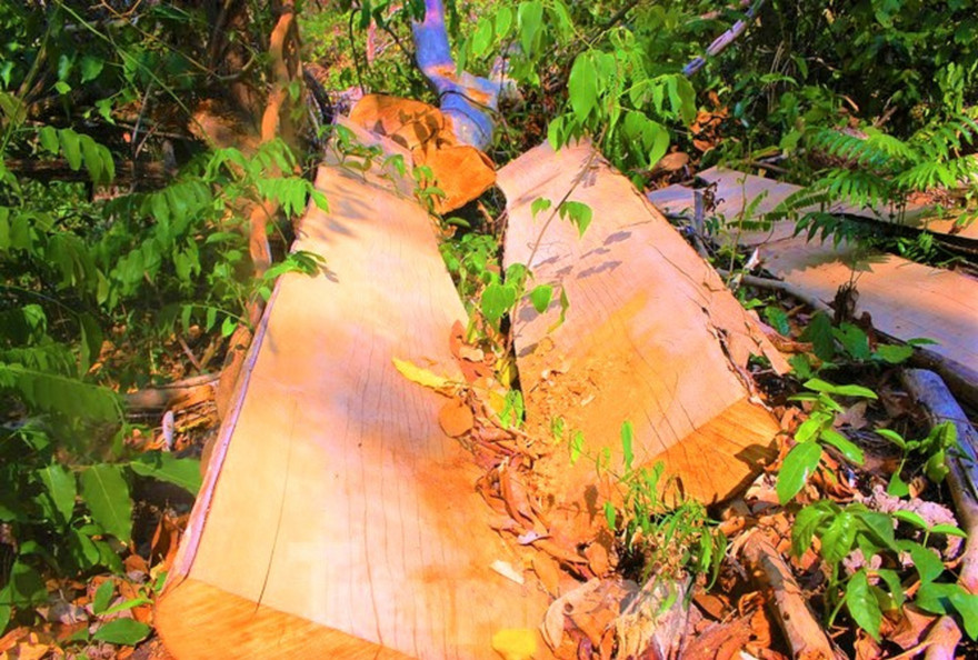 Hiện trường một vụ phá rừng trong Khu bảo tồn thiên nhiên Ea Sô