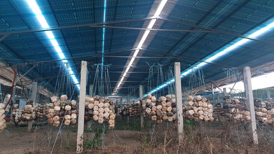 Bên trong dự án trồng nấm kết hợp lắt đặt điện mặt trời