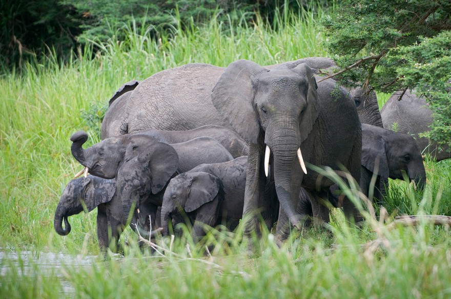 Voi biết yêu thương. Ảnh: WWF