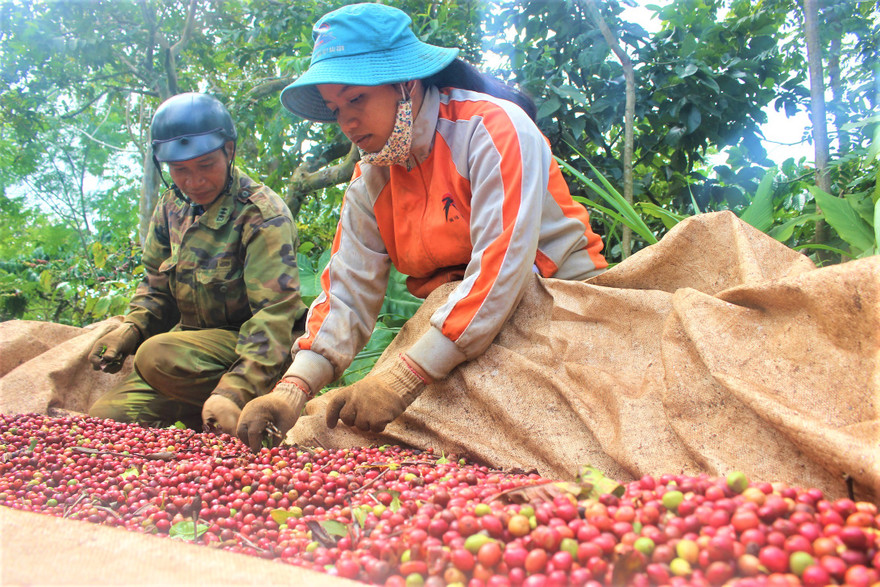 Nông sản xuống giá khiến nhiều doanh nghiệp gặp khó