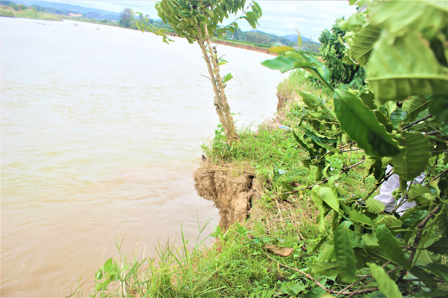 Cây cà phê cùng khối đất chực chờ đổ xuống sông