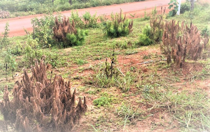 Nhiều cây thông non bị chết bất thường