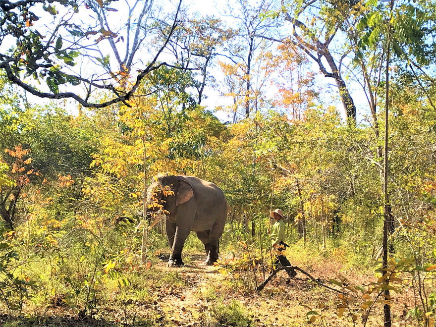 Voi rừng trong Vườn quốc gia Yok Đôn. Ảnh: Đức Phương