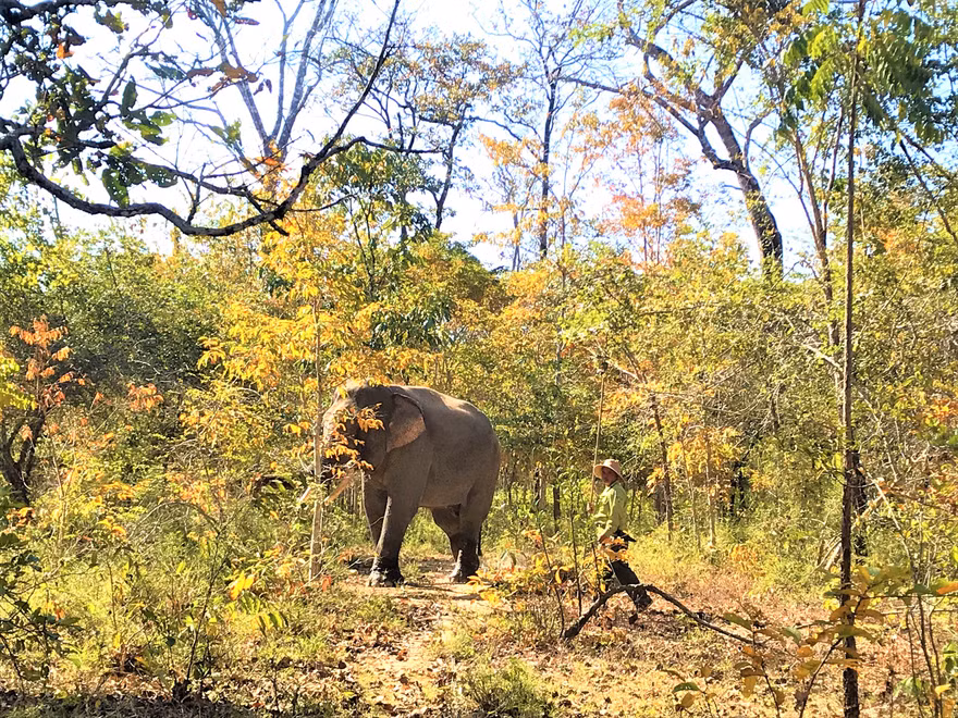 Voi rừng trong Vườn quốc gia Yok Đôn. Ảnh: Đức Phương