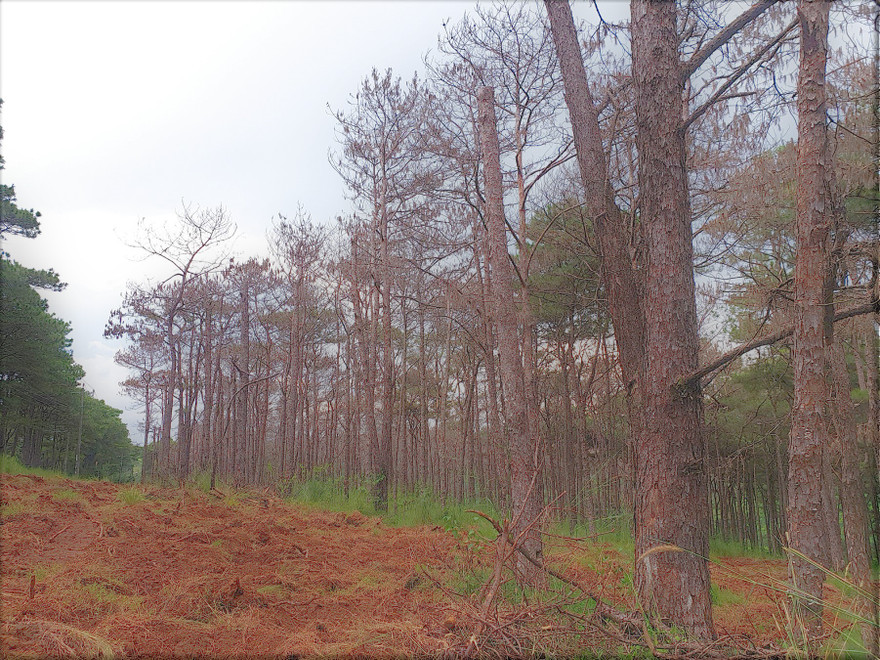 Rừng thông dọc Quốc lộ 14, đoạn qua huyện (Đắk Song) bị chết hàng loạt