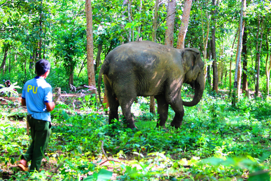 Voi thả trong rừng có nài voi giám sát