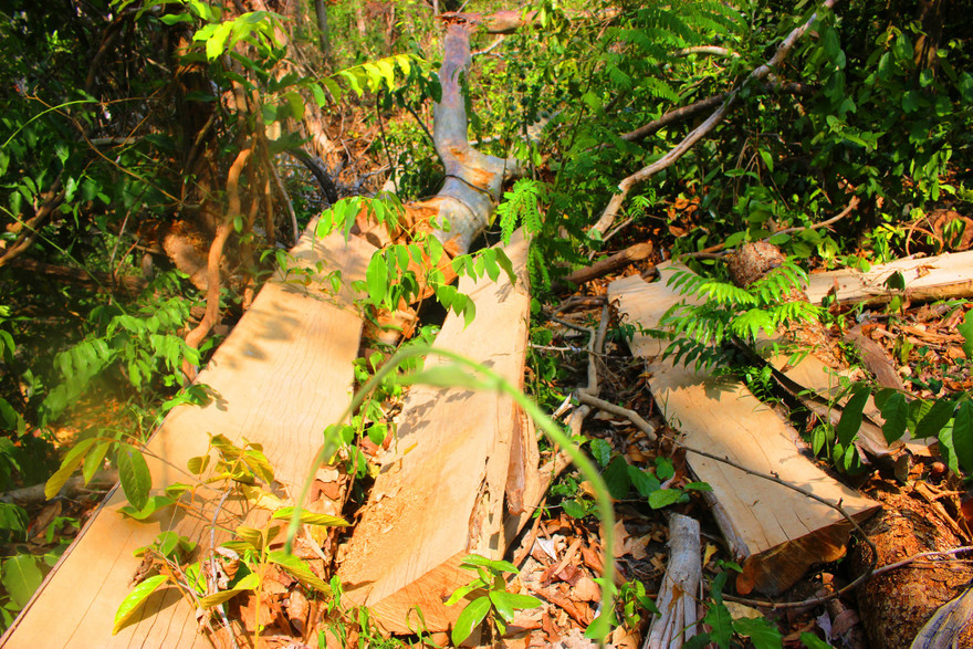 Hiện trường một vụ phá rừng tại khu vực giáp ranh Đắk Lắk-Gia Lai