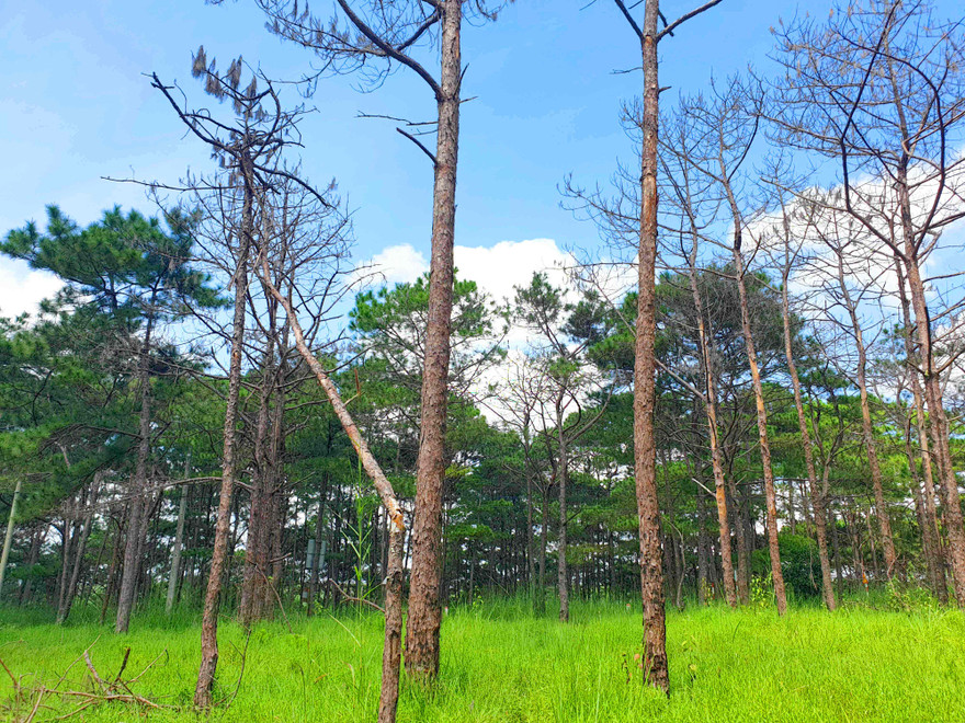 Rừng thông chết cả vạt