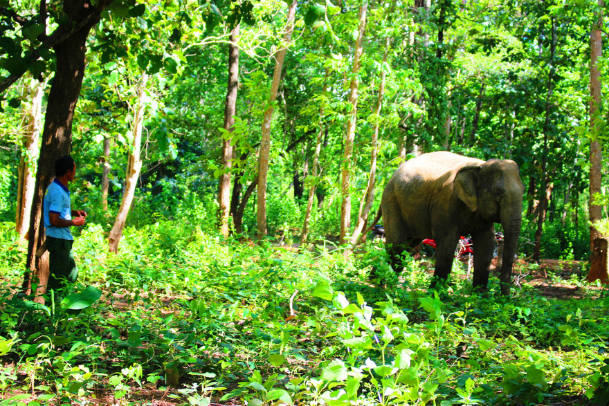 Cưỡi voi tham quan, 3 mẹ con ngã phải nhập viện cấp cứu