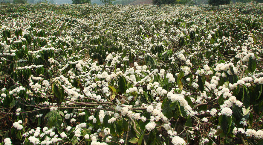 Rẫy hoa cà phê trắng bồng bềnh