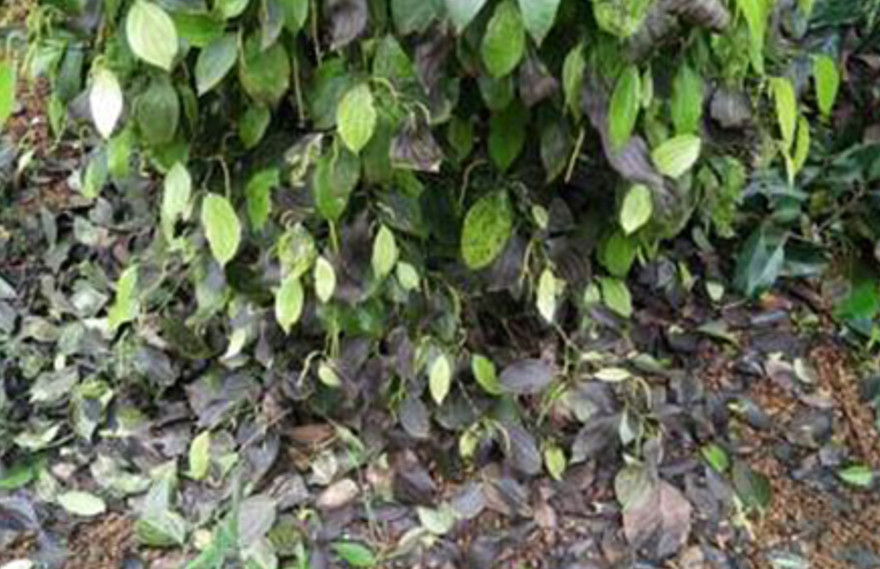 Một vườn tiêu Đắk Lắk từng bị cháy sau khi bón phân