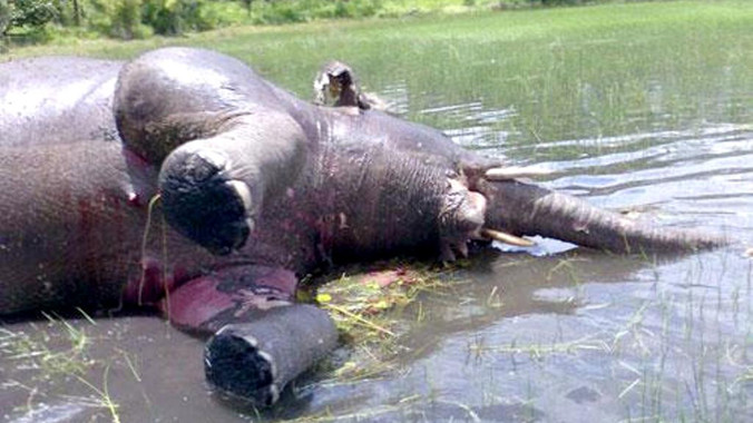 Xác voi được tìm thấy