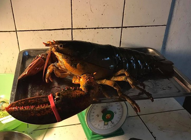 Một con tôm hùm có kích thước khá lớn tại cửa hàng chị Giang