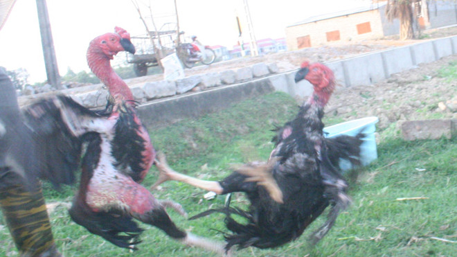 Gà Thổ Hà quyết chiến
