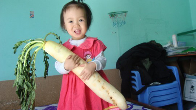 Củ cải khủng mà gia đình anh Bảo bất ngờ thu hoạch được.