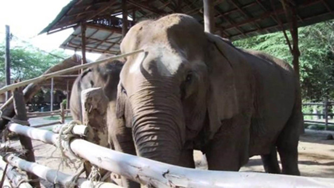 Nhà dưỡng lão dành cho... voi