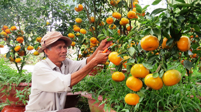 Ông Ràng cần mẫn chăm sóc vườn quýt hồng. Ảnh: Nam Lê/ VnExpress