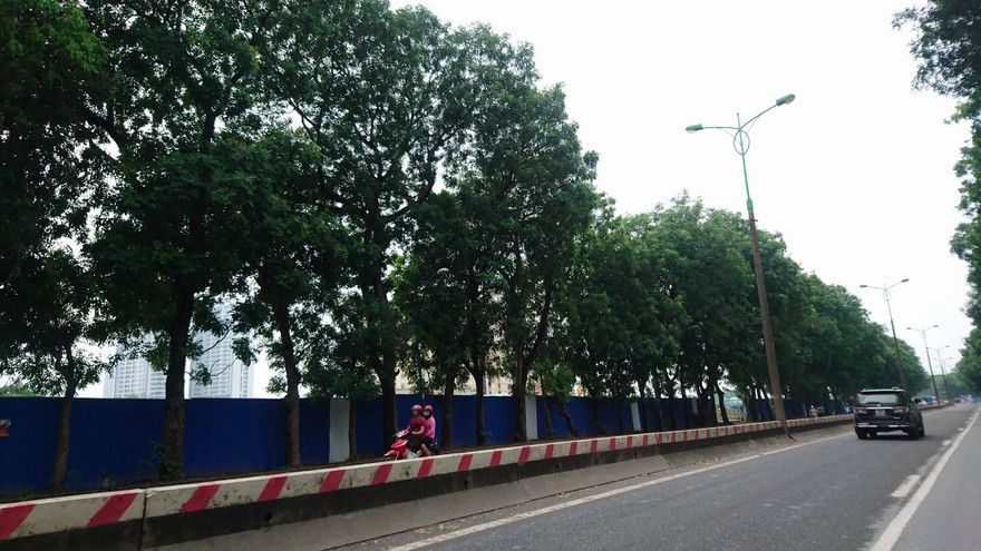 Chặt hạ, di dời 1.300 cây xanh ở Hà Nội từ ngày mai