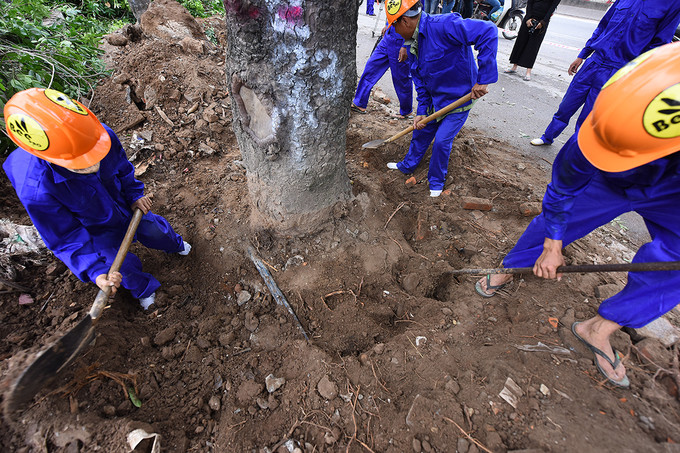 Gần 1.000 cây xanh trên đường Phạm Văn Đồng về đâu?