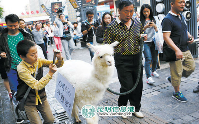 Người chủ rao bán lạc đà cưng trên phố.