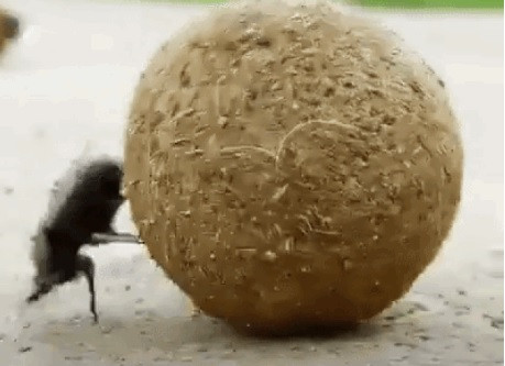 Khả năng định vị phi thường của bọ hung khiến 'GPS' phải chào thua