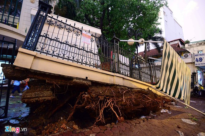 Gió giật tới cấp 9 làm bật gốc cây xà cừ trước cổng Bộ Y tế, làm bung cả móng phòng thường trực. Ảnh: Lê Hiếu.