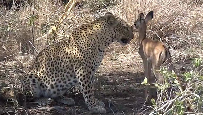 Kỳ lạ báo đốm chăm sóc linh dương con lạc mẹ