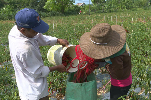 Ớt chín đỏ vườn nhưng doanh nghiệp không thu mua. Ảnh: Quảng Hà 