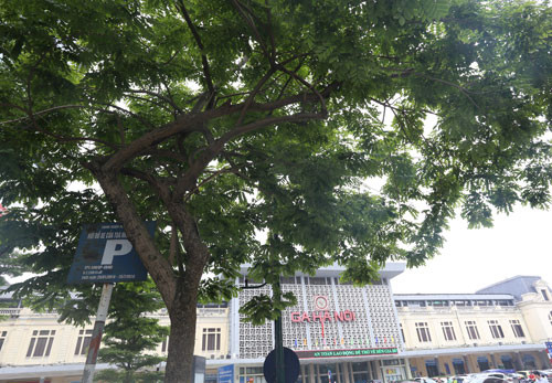 Cây sưa đỏ gần ga Hà Nội có tán rộng, được đánh số để phục vụ việc di chuyển. Ảnh: Phương Sơn 