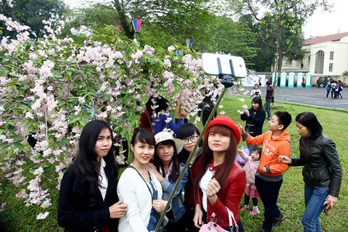 Lễ hội hoa anh đào luôn thu hút đông đảo giới trẻ tham gia. Ảnh: Giang Huy